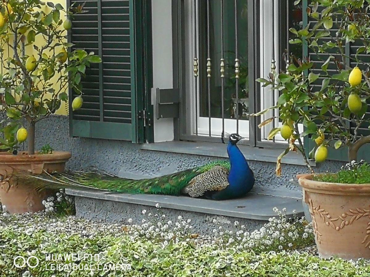 Villa Anna Torria المظهر الخارجي الصورة